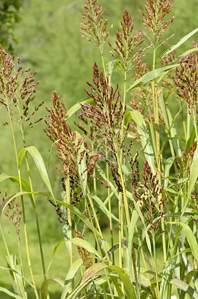 535053 - Sorghum bicolor