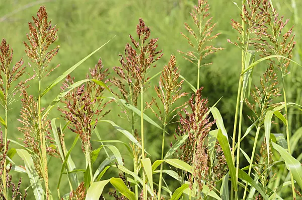 535054 - Sorghum bicolor