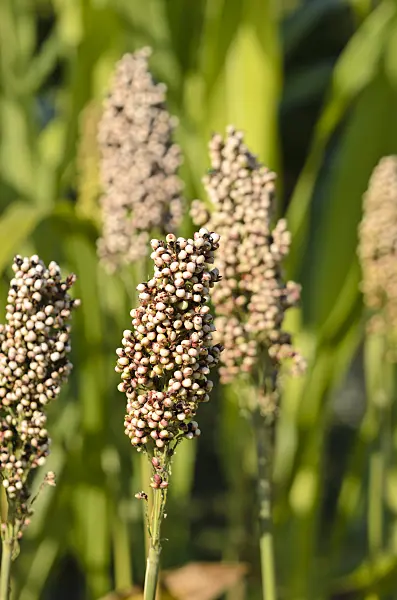 548065 - Sorghum bicolor