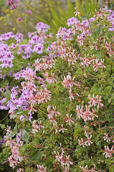 533030 - Sorrel-leaved pelargonium (Pelargonium acetosum)