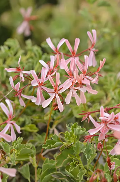 533031 - Sorrel-leaved pelargonium (Pelargonium acetosum)