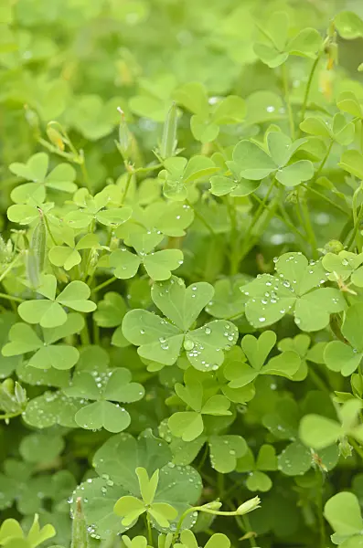 547391 - Sorrel (Oxalis fontana)
