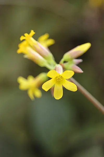 471121 - Sorrel (Oxalis ortgiesii)