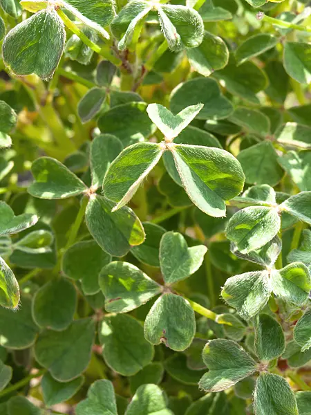 439179 - Sorrel (Oxalis tuberosa)