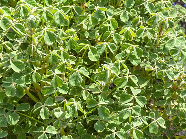 439180 - Sorrel (Oxalis tuberosa)