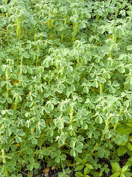 441029 - Sorrel (Oxalis tuberosa)