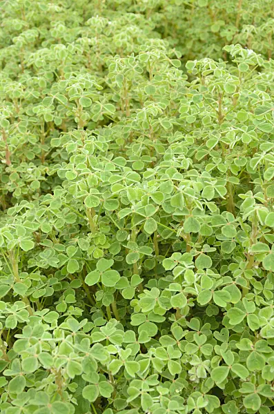 536051 - Sorrel (Oxalis tuberosa)