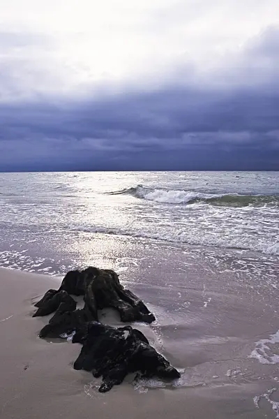 369012 - Souche d'arbre sur la plage, Parc national du lagon de Poméranie occidentale, Allemagne