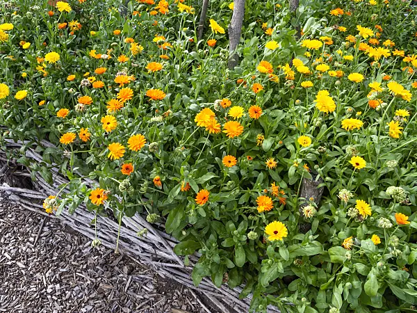 463122 - Souci officinal (Calendula officinalis)