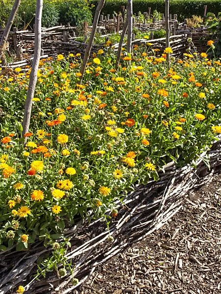 463131 - Souci officinal (Calendula officinalis)