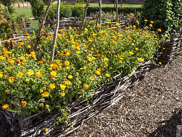 463132 - Souci officinal (Calendula officinalis)