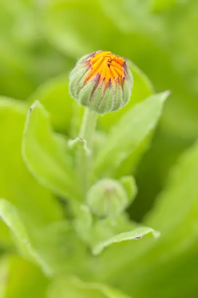 473181 - Souci officinal (Calendula officinalis)