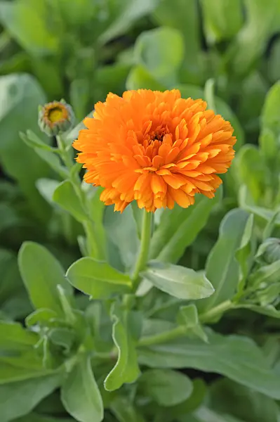 473226 - Souci officinal (Calendula officinalis)