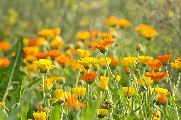 475206 - Souci officinal (Calendula officinalis)