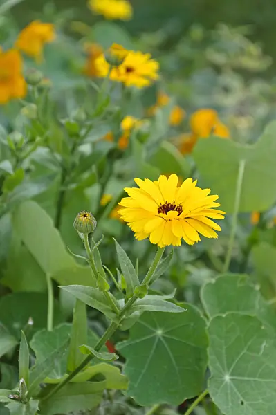 476011 - Souci officinal (Calendula officinalis)