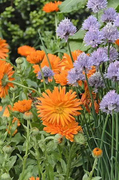 508205 - Souci officinal (Calendula officinalis 'Radio') et ciboulette (Allium schoenoprasum)