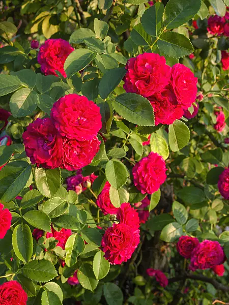 402054 - Soulieana rose (Rosa Chevy Chase)