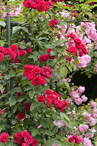 521395 - Soulieana rose (Rosa Chevy Chase)