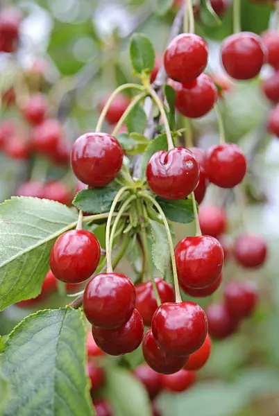 482010 - Sour cherry (Prunus cerasus)