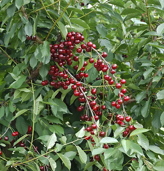 471440 - Sour cherry (Prunus cerasus 'Kelleriis 14')