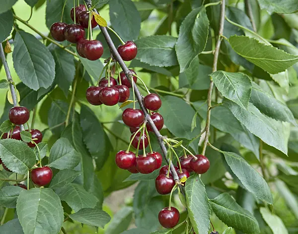 502363 - Sour cherry (Prunus cerasus 'Korund')