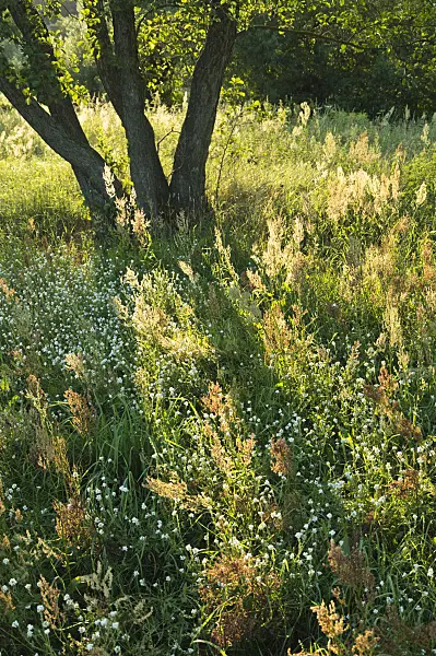 511040 - Sour dock (Rumex acetosa)