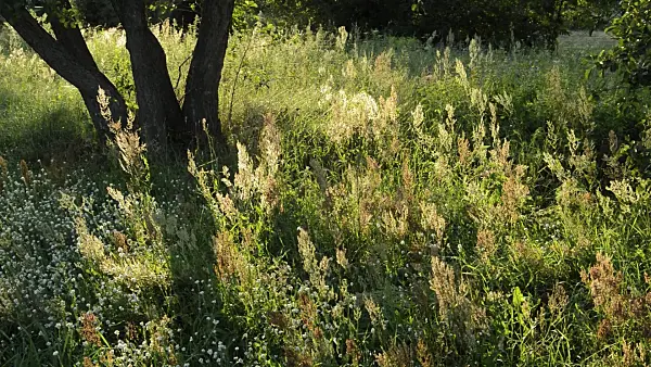 511045 - Sour dock (Rumex acetosa)