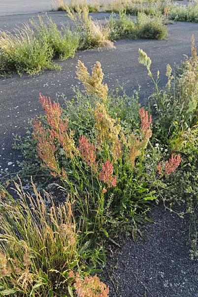 534144 - Sour dock (Rumex acetosa)