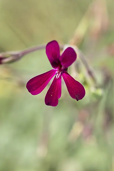 511112 - South African pelargonium (Pelargonium sidoides)