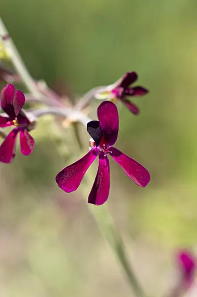 511113 - South African pelargonium (Pelargonium sidoides)