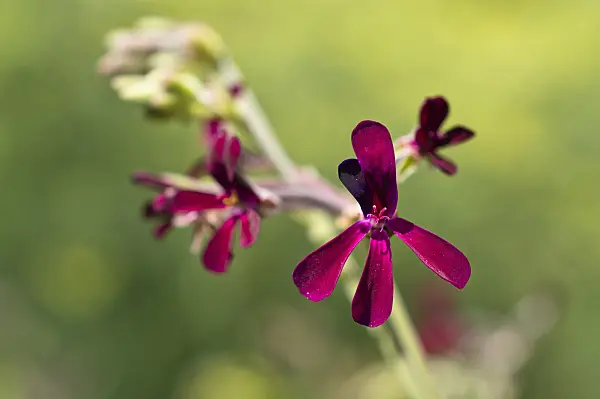 511114 - South African pelargonium (Pelargonium sidoides)
