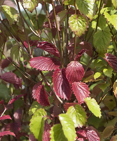 651563 - Southern arrowwood (Viburnum dentatum 'Blue Muffin')