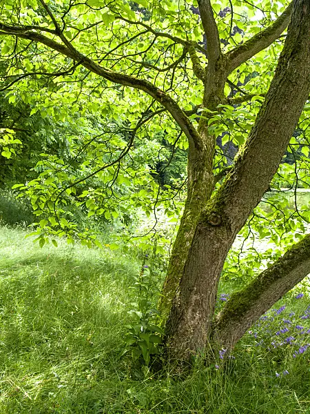 427064 - Southern catalpa (Catalpa bignonioides)