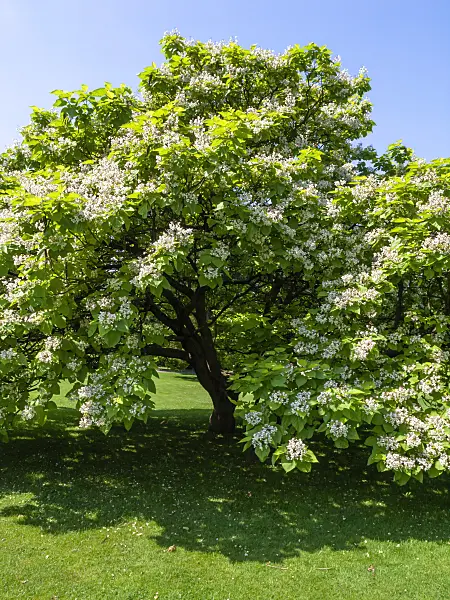 427138 - Southern catalpa (Catalpa bignonioides)