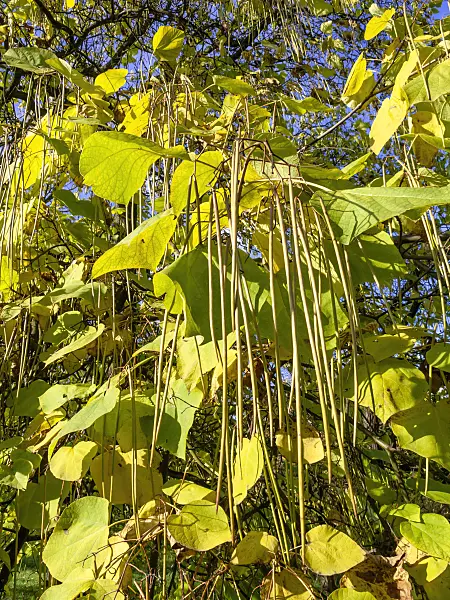 442107 - Southern catalpa (Catalpa bignonioides)