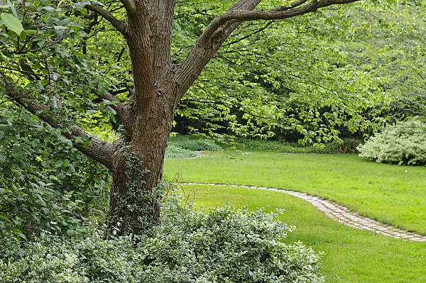 472233 - Southern catalpa (Catalpa bignonioides)