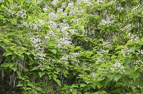 497321 - Southern catalpa (Catalpa bignonioides)