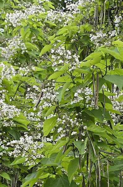 497322 - Southern catalpa (Catalpa bignonioides)