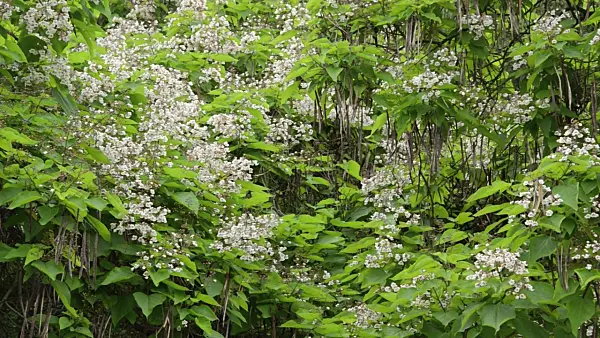 497330 - Southern catalpa (Catalpa bignonioides)