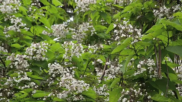 497331 - Southern catalpa (Catalpa bignonioides)