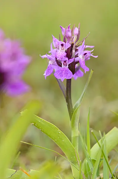 533380 - Southern marsh orchid (Dactylorhiza praetermissa)