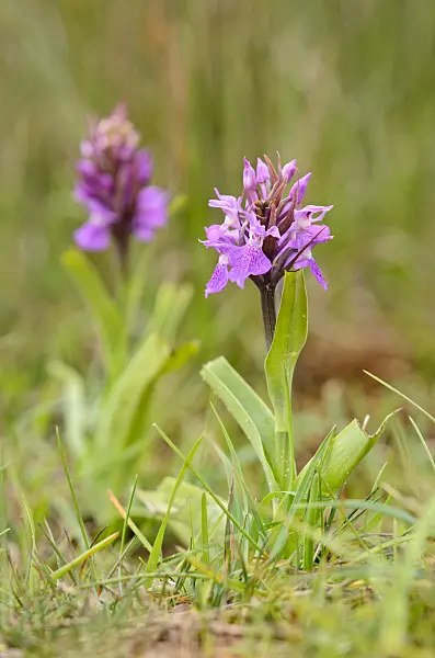533381 - Southern marsh orchid (Dactylorhiza praetermissa)