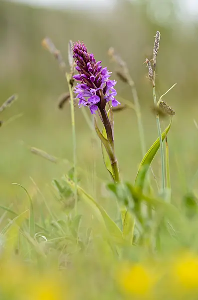 533382 - Southern marsh orchid (Dactylorhiza praetermissa)