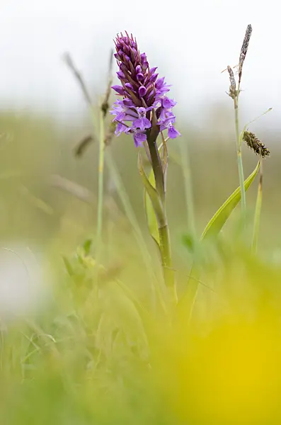 533383 - Southern marsh orchid (Dactylorhiza praetermissa)
