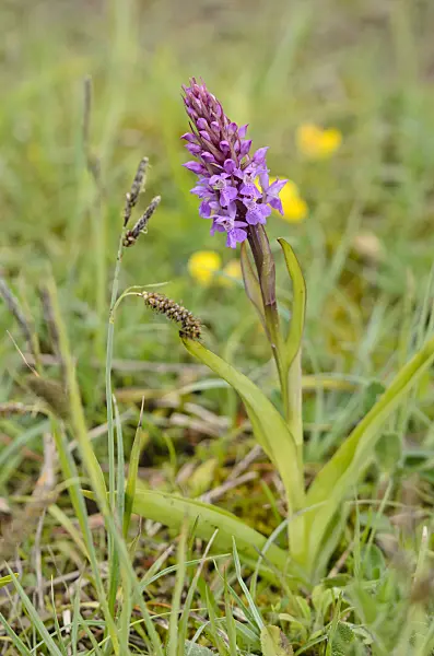 533384 - Southern marsh orchid (Dactylorhiza praetermissa)