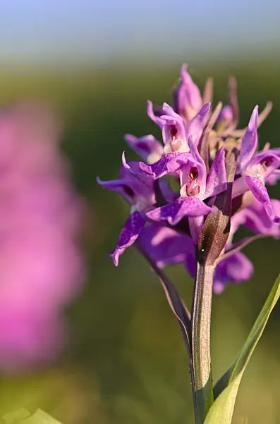 533441 - Southern marsh orchid (Dactylorhiza praetermissa)