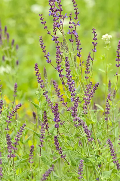 485176 - Southern meadow sage (Salvia virgata)