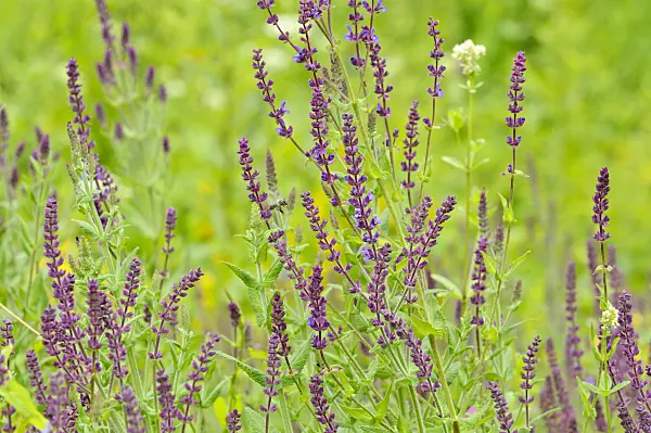 485177 - Southern meadow sage (Salvia virgata)