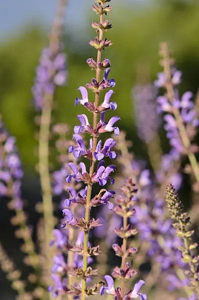 534171 - Southern meadow sage (Salvia virgata)