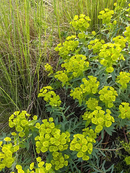 413063 - Southern spurge (Euphorbia nicaeensis)